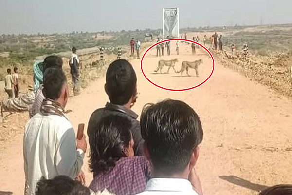 कूनो नेशनल पार्क से बाहर निकले 5 चीते, आबादी वाले इलाके में पहुंचे&hellip; वन विभाग अलर्ट