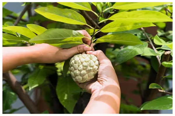 आयरन की कमी है तो खाएं सिर्फ यह एक फल, मिलेगा भरपूर आयरन