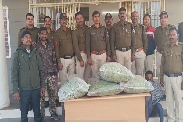 मटर की फसल में करता था गांजे की खेती, 64 किलो माल के साथ किया गिरफ्तार
