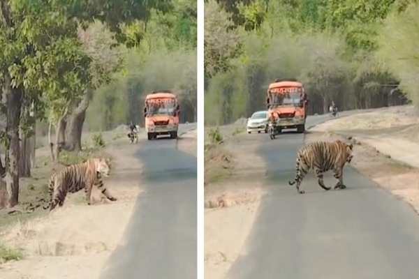बीच सड़क पर बाघ को देख राहगीरों की अटकी सांसें, थम गई राह,