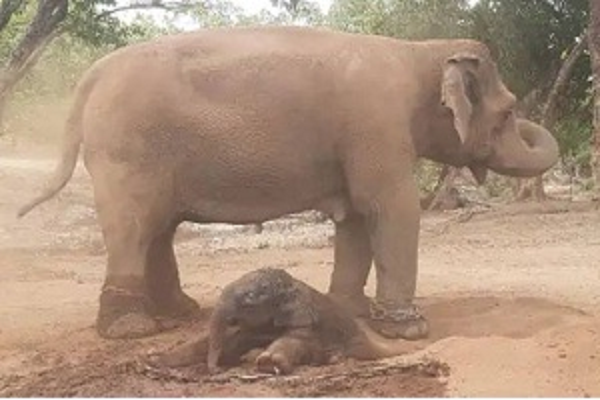  बान्धवगढ़ टाइगर रिज़र्व में आया नया मेहमान