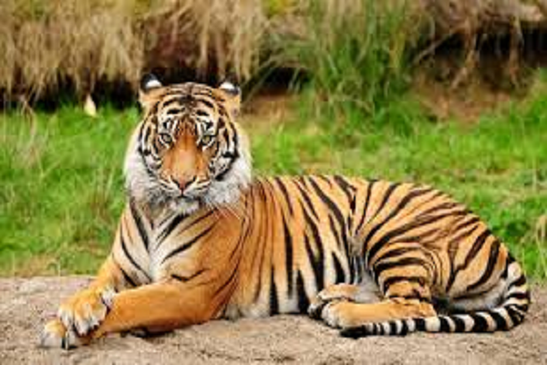  स्टेट टाइगर फोर्स को मिली भारी सफलता