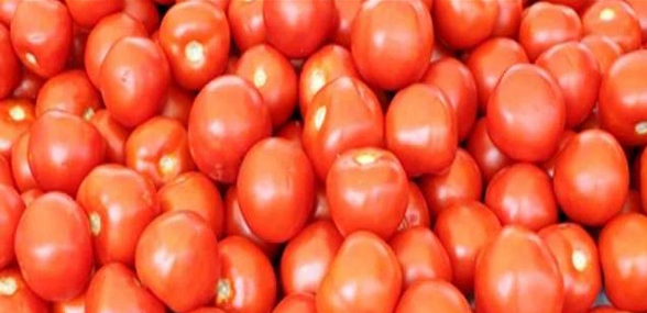 &lsquo;लाल&rsquo; हो रहे टमाटर के ढीले पड़े तेवर, 80 से गिरकर 15 रुपये तक पहुंचा भाव