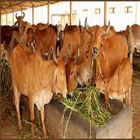 Bhopal News: गोशाला से चोरी हुईं 32 गाय, पुलिस ने रात में जंगल से ढूंढ निकालीं