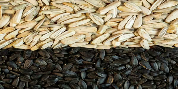 किसानों के लिए खुला कमाई का रास्ता, अब बीज उत्पादन से बढ़ेगा मुनाफा, सरकार देगी सब्सिडी