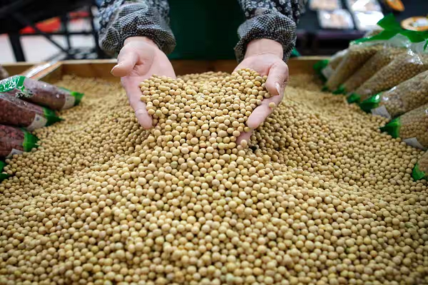 सोयाबीन किसानों को सरकार ने दी बड़ी राहत, 15% नमी के साथ भी खरीद को दी मंजूरी