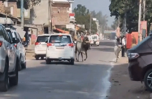 चित्रकूट में CM योगी आदित्&zwj;यनाथ के काफिले में घुसा सांड, सपा का तंज- 'अफसरों को पांव धोने चाहिए थे