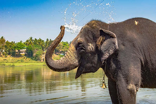 सुंदरगढ़ में हाथी का कोहराम, दो बच्चों को कुचला