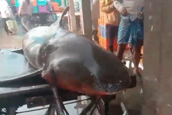 मछुआरो की लगी लॉट्री&hellip; ऐसे पकड़ाई शार्क, जाने कितने लाख में हुई नीलाम