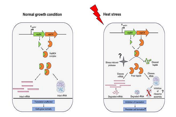 वैज्ञानिकों ने पृथ्वी पर मौजूद कुछ आदिम जीवों की जीवित रहने की रणनीतियों का पता लगाया