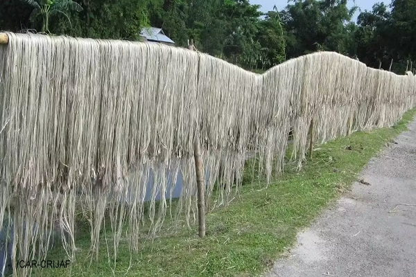 मोदी सरकार ने किसानों को दिया बड़ा तोहफा, रॉ जूट की बढ़ाई MSP; जानें पूरी डिटेल