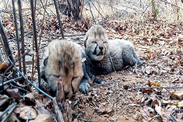  नन्हें चीतों की किलकारी से फिर गूंजा कूनो, सीएम यादव ने जताई ख़ुशी...
