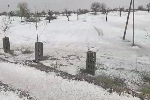 राजस्थान के कई जिलों में ओले की मार, सफेद चादर से पटा इलाका