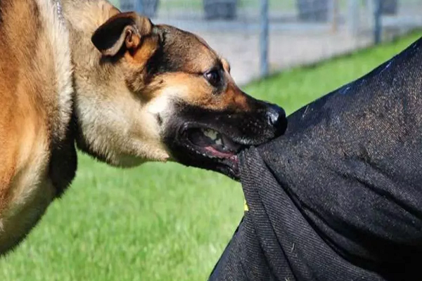 आंध्र प्रदेश: गुंटूर में 4 साल के मासूम पर कुत्ते का हमला, तड़प-तड़पकर तोड़ा दम