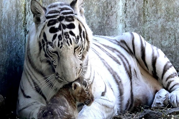 बांधवगढ़ बाघ अभयारण्य में बाघिन के हमले में लड़के की मौत