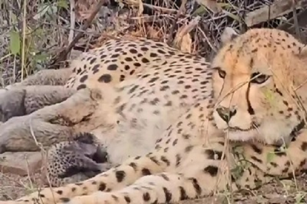 कूनो से फिर आई खुशखबरी, भारत में जन्मी मुखी ने पांच शावकों को दिया जन्म