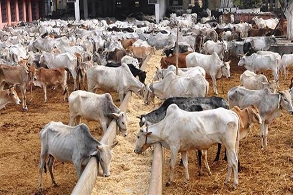 इंदौर के प्रत्येक जिले में बनेगी आदर्श गौशाला