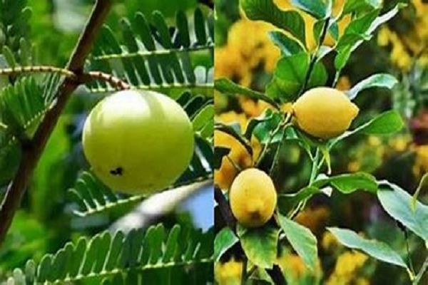 फलों की उत्पादकता बढ़ाने के लिए 17,66 करोड़ की परियोजना स्थापित