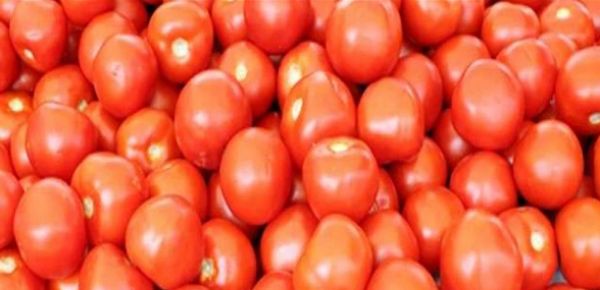 &lsquo;लाल&rsquo; हो रहे टमाटर के ढीले पड़े तेवर, 80 से गिरकर 15 रुपये तक पहुंचा भाव