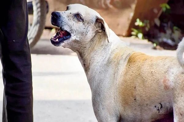 स्ट्रीट डॉग के काटने के 20 दिन बाद हो गई उसकी मौत