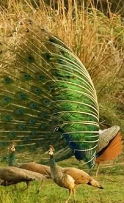 7 मोरों की मौत