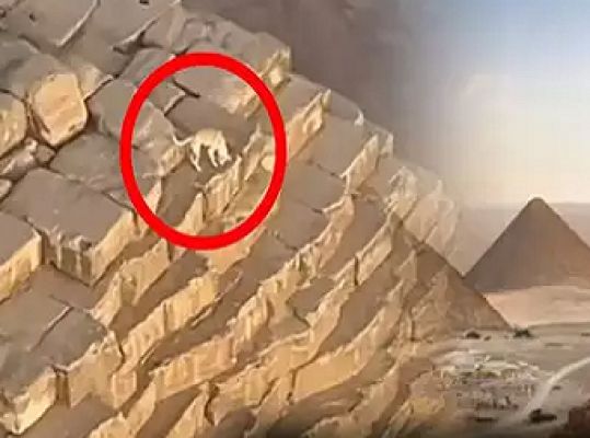 मिस्र के पिरामिड पर चढ़ गया कुत्ता, 448 फीट की ऊंचाई से देखी दुनिया, वापस लौटा या नहीं?