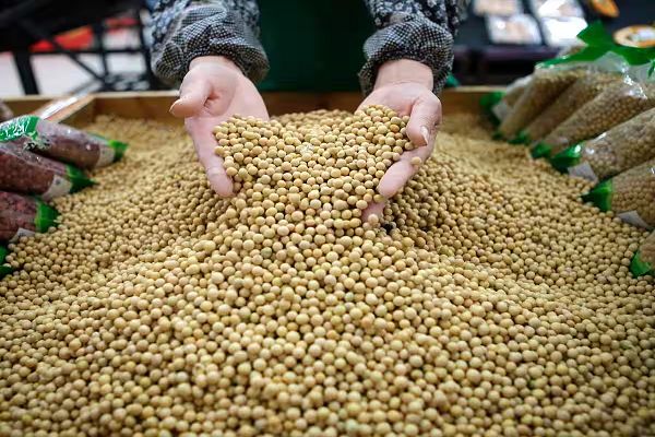 सोयाबीन किसानों को सरकार ने दी बड़ी राहत, 15% नमी के साथ भी खरीद को दी मंजूरी