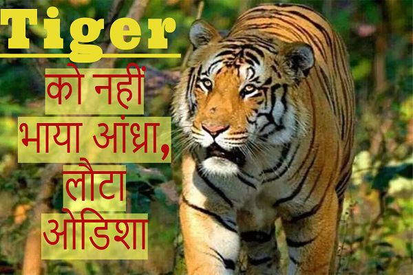 महाबल बाघ को नहीं भाया आंध्रा ! वापस ओडिशा लौटा