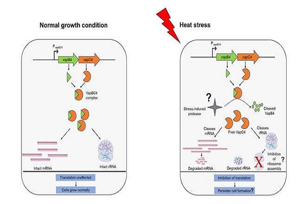 वैज्ञानिकों ने पृथ्वी पर मौजूद कुछ आदिम जीवों की जीवित रहने की रणनीतियों का पता लगाया