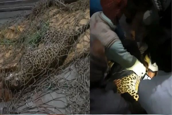  मस्जिद में घुसा तेंदुआ, नमाजियों के बीच मचा हाहाकार; लोगों ने पकड़कर मार डाला