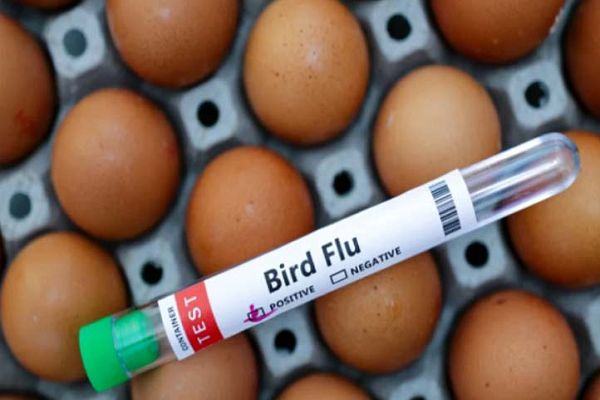बर्ड फ्लू से कैलिफोर्निया में बढ़ी अंडों की कीमत, 70 फीसदी तक बढ़े दाम, लोग परेशान
