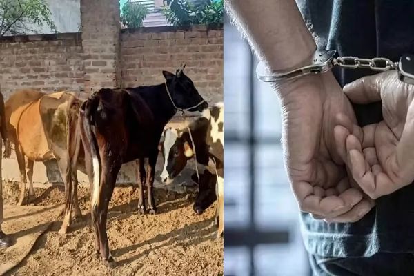 बेंगलुरु में गायों के थन काटने पर बवाल, मामले में आरोपी युवक गिरफ्तार; BJP ने CM सिद्दरमैया पर बोला हमला