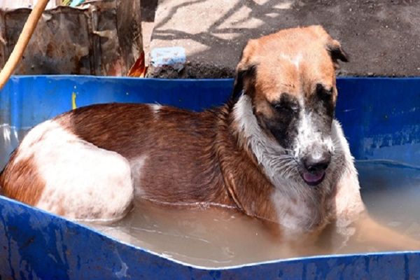 महाराष्ट्र: ठाणे में कुत्ते के हमले में दो दमकल कर्मी घायल