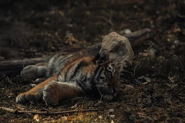 वायनाड के आदमखोर बाघ की मौत