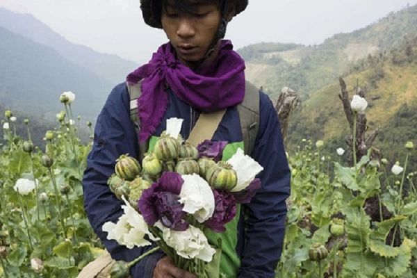 45 एकड़ में अफीम की अवैध खेती नष्ट की गई